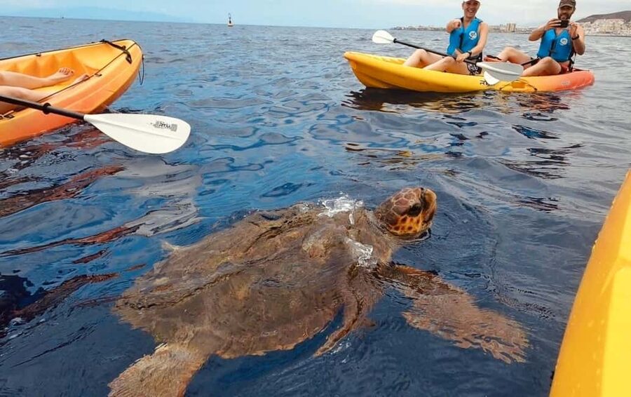 Tenerife: Kayak Safari and Sea Turtle Snorkeling with Photos - Key Things You’ll Notice on This Tenerife Kayak Safari