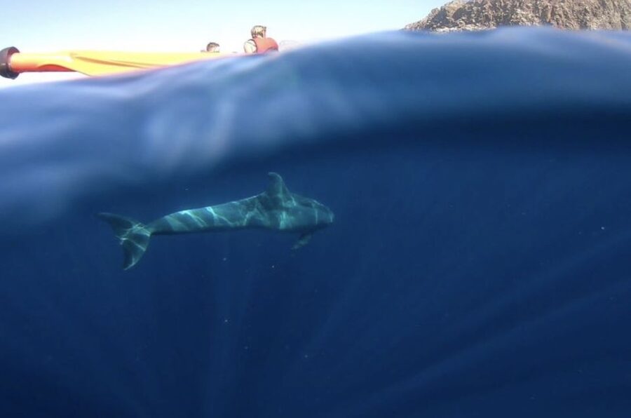 Tenerife: Kayak Safari and Sea Turtle Snorkeling with Photos - Snorkeling in a Sea-Only Spot: What You Should Expect