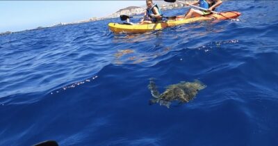 Tenerife: Kayak Safari and Snorkel in a Marine Reserve - The marine reserve route: the scenery you feel, not just see