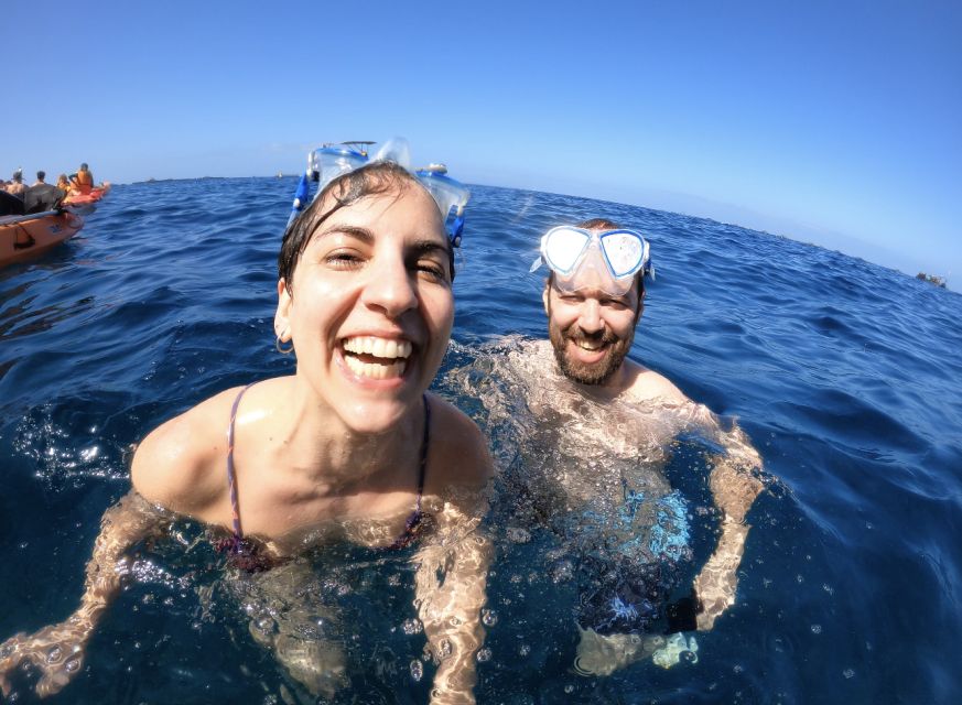 Tenerife: Kayak Safari and Snorkel in a Marine Reserve - Dolphins up close without the chaos: how it feels on a kayak
