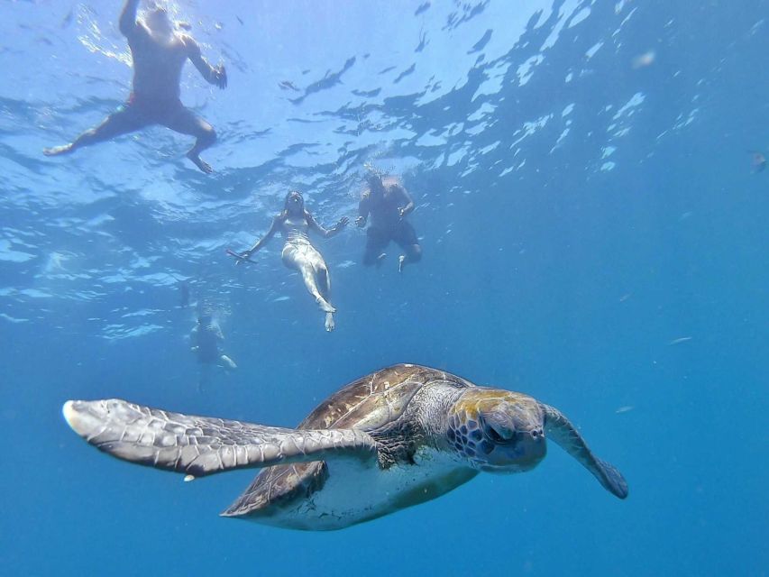 Tenerife: Kayak Safari and Snorkel in a Marine Reserve - What’s included for $29: value that’s more than just the ride
