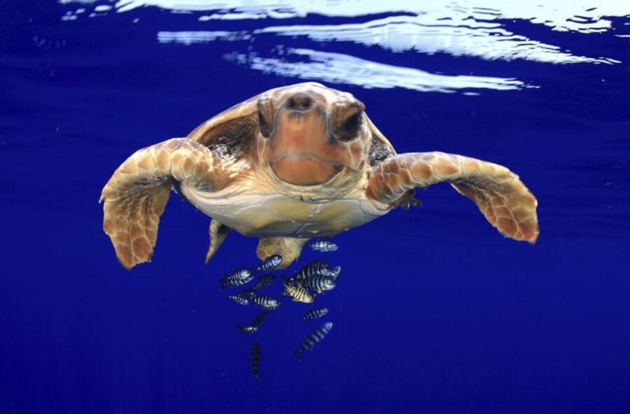 Tenerife: Kayak Safari and Snorkel in a Marine Reserve - Logistics that matter: timing, parking, and what to bring