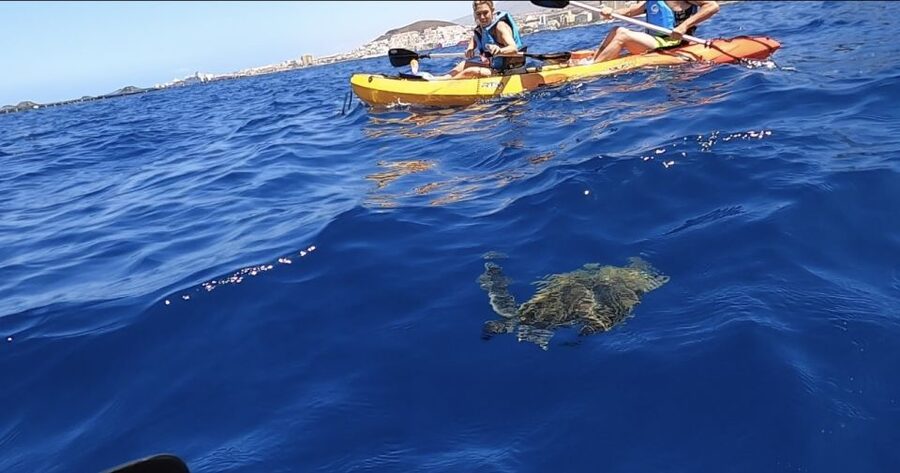 Tenerife: Kayak Safari and Snorkel in a Marine Reserve - The marine reserve route: the scenery you feel, not just see