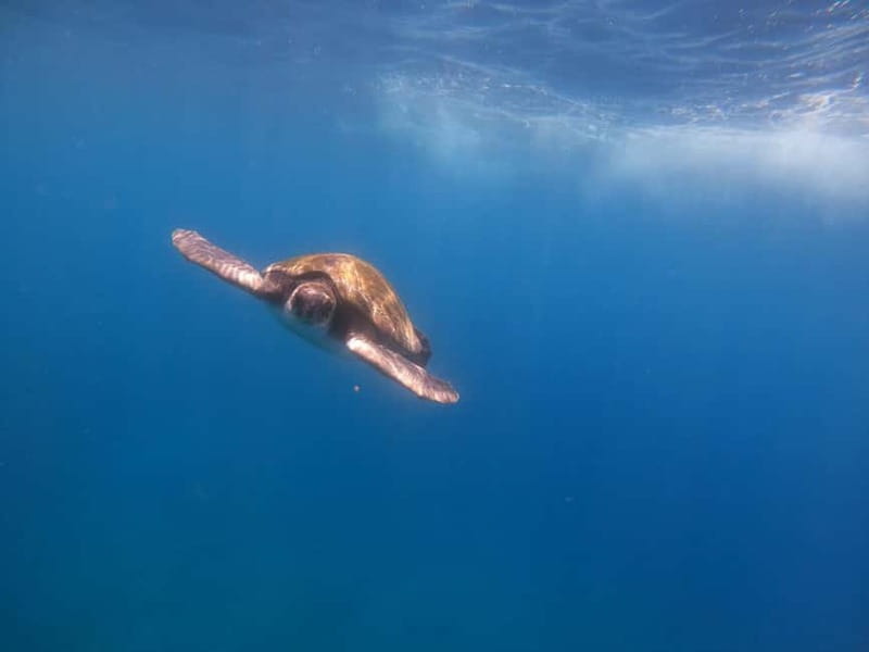Tenerife: Kayak Sea Safari with Snorkel and Snacks - Starting at Mana Kayak: the gear-up setup that sets the tone