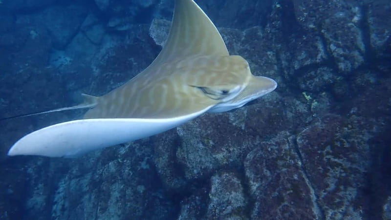 Tenerife: Kayak Sea Safari with Snorkel and Snacks - Snacks, drinks, and the reusable-bottle water rule that actually matters