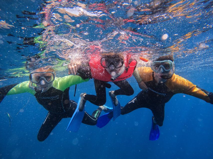 Tenerife: Puerto Colon Snorkel Safari by Speed Boat - Wildlife search with a small team: how guides shape the experience