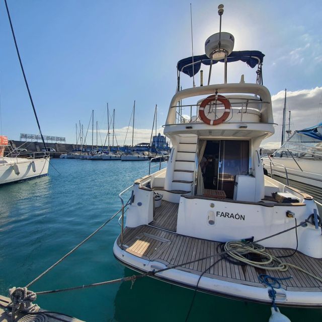 Tenerife south: safari with luxury boat , animals encounters - Why this south-coast cruise feels like a real marine-safari