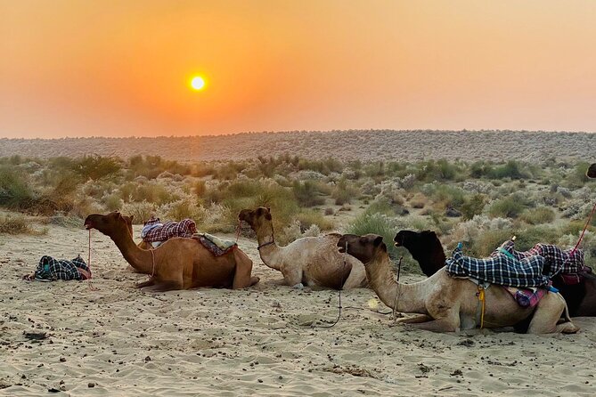 Thar Desert Camel Tour, Guide with over 25 years of experience! - Riding Out to the Dunes: The Pace, the Views, and the Comfort Reality