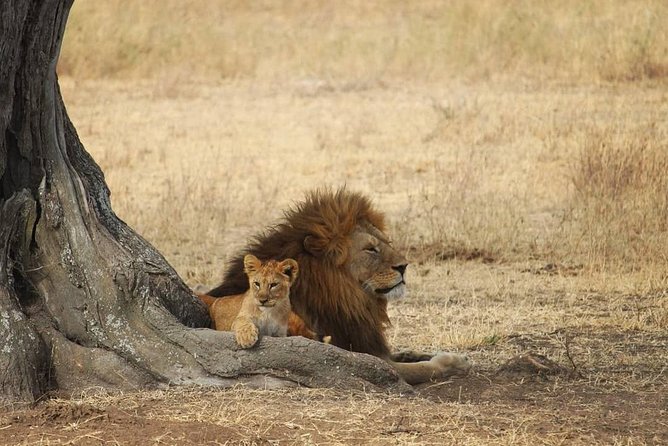 The best Selous 1 day safari from Zanzibar - Key Things You’ll Like About This Selous 1-Day Safari