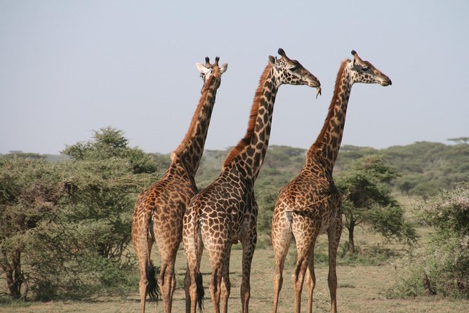 The best Selous 1 day safari from Zanzibar - A Fast Safari That Actually Gives You Safari Time
