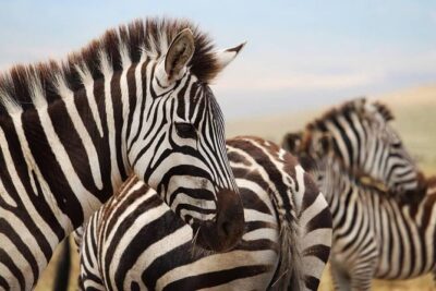 The best Selous 1 day safari from Zanzibar - Check-In and Briefing: Where the Day Gets Organized