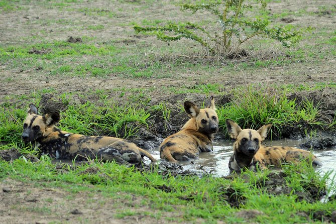 The best Selous 1 day safari from Zanzibar - 4x4 Game Drive in Selous/Nyerere: What You Can Expect to See
