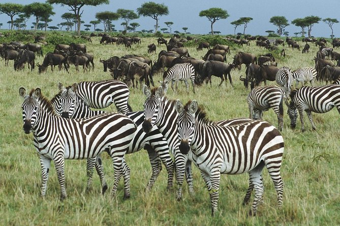 The best Selous 1 day safari from Zanzibar - The Bush Lunch at 13:30: Comfort Break, Not a Side Quest