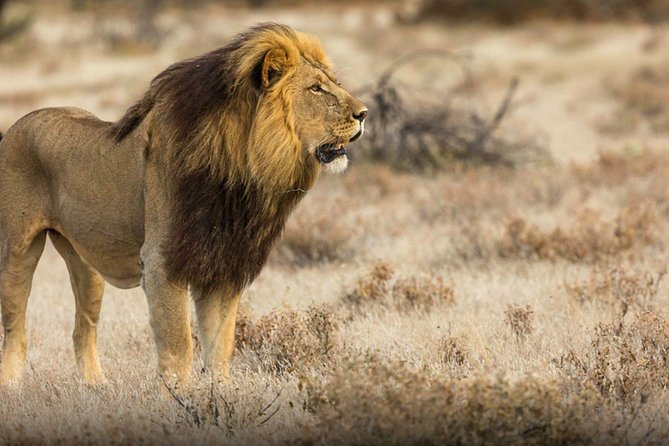 The best Selous 1 day safari from Zanzibar - Guide Quality: When Moussa Shows Up