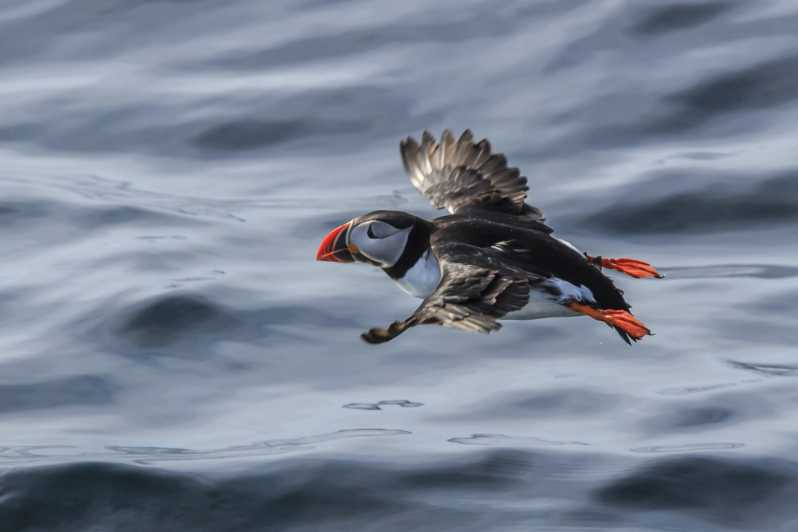 The Bird Safari Tour - Key Highlights You’ll Want to Know