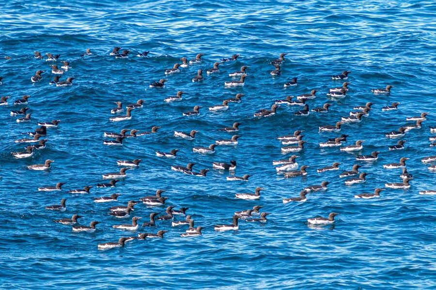 The Bird Safari Tour - Entering Honningsvåg: The Start Point and What Sets the Tone