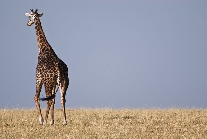 Top Best 5 Days Tanzania Luxury Safari to Serengeti - Price and value: what $3,350 covers (and what to double-check)