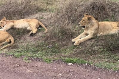 Top Best 5 Days Tanzania Luxury Safari to Serengeti - Arusha pickup and the driving reality you should expect