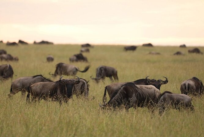 Top Best 5 Days Tanzania Luxury Safari to Serengeti - Day 3 Serengeti full day: more time for predators and migration moments