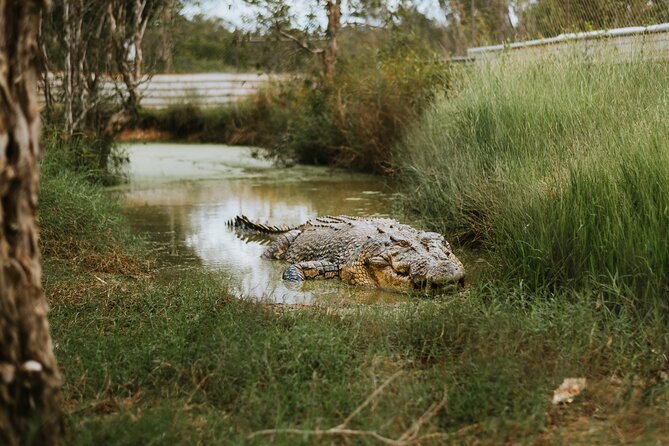 Top End Safari Camp Day Tour - Price and Value: What You’re Actually Getting for About $427