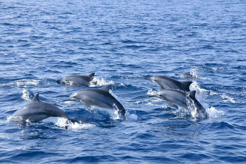 Trincomalee: Whale & Dolphin Safari Tour with Expert Guides - Key things I’d look for before you book