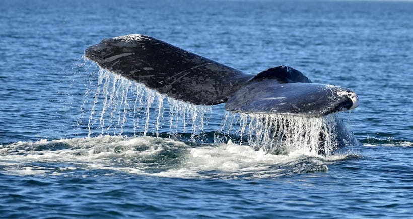 Trincomalee: Whale & Dolphin Safari Tour with Expert Guides - Trincomalee’s early hours: when whale-watching odds improve