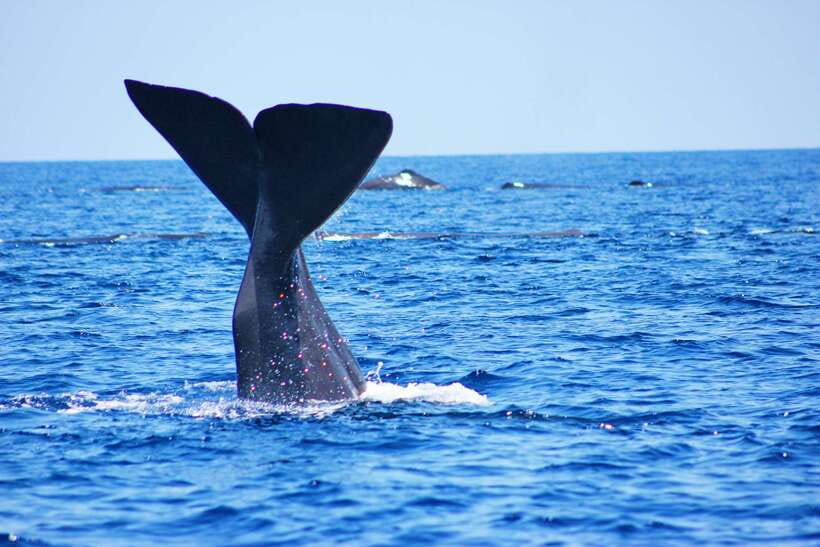 Trincomalee: Whale & Dolphin Safari Tour with Expert Guides - The safari plan: blue whales, sperm whales, and spinner dolphins