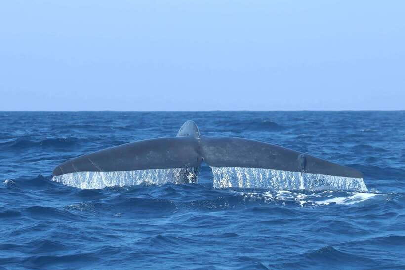 Trincomalee: Whale & Dolphin Safari Tour with Expert Guides - The ocean extras: turtles, flying fish, and seabirds