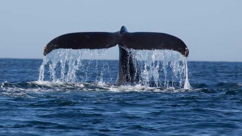 Trincomalee: Whale & Dolphin Safari Tour with Expert Guides - Getting the temple view on the way back