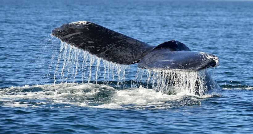 Trincomalee: Whale & Dolphin Safari Tour with Expert Guides - How long it really takes: 2–3 hours on the water