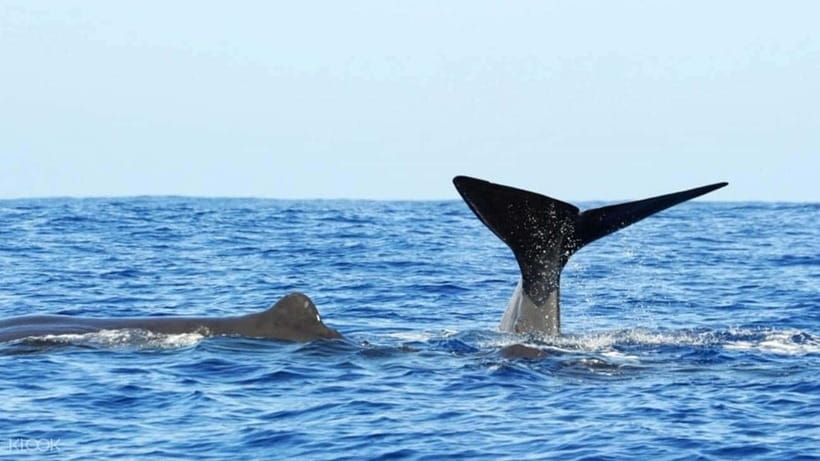 Trincomalee: Whale & Dolphin Safari Tour with Expert Guides - Price and value: how $71 stacks up for a wildlife search