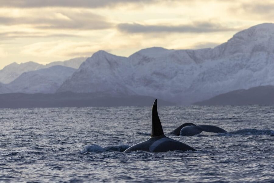Tromsø Whale Safari with MS Gabriele - Key Reasons This Whale Safari Works So Well
