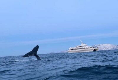 Tromsø Whale Safari with MS Gabriele - Meeting Point and Timing: Getting Started Without Stress