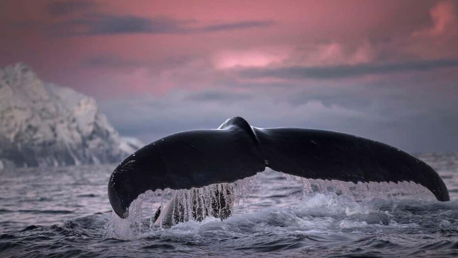 Tromsø Whale Safari with MS Gabriele - Species Chances: Orcas, Humpbacks, and the Other Possible Stars