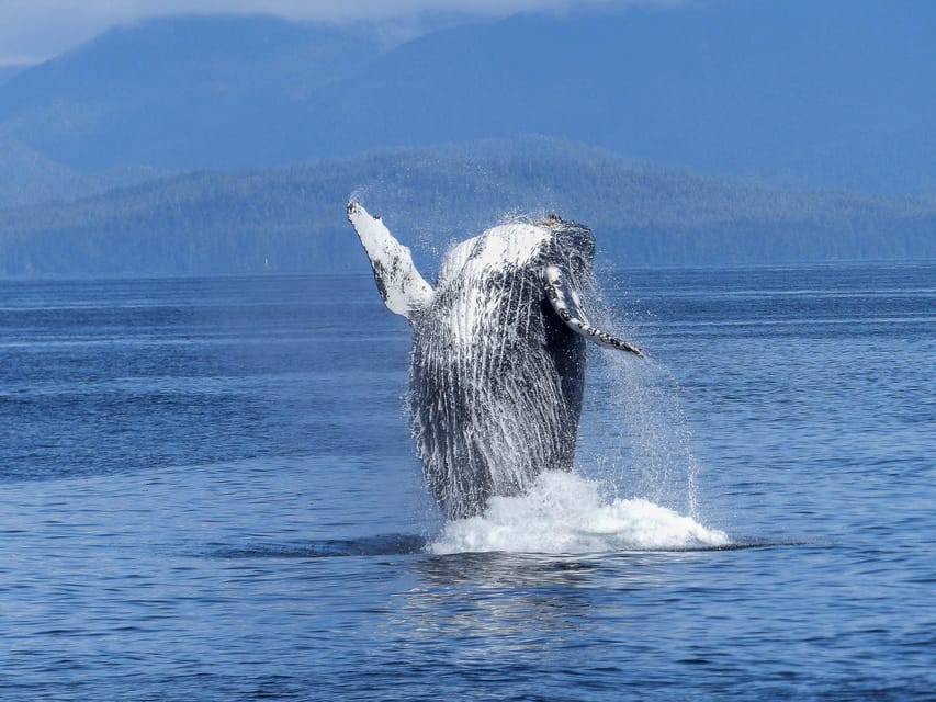 Tromsø Whale Safari with MS Gabriele - Comfort, Deck Space, and Family-Friendly Practicalities