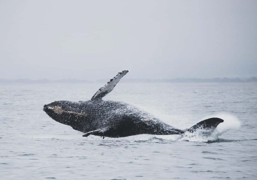 Tromsø Whale Safari with MS Gabriele - Price and Value: Is $207 Worth It?