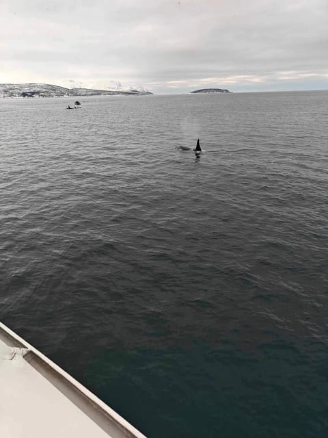 Tromsø Whale Safari with MS Keiser Wilhelm - Comfort and onboard setup: warm boat, real viewing space