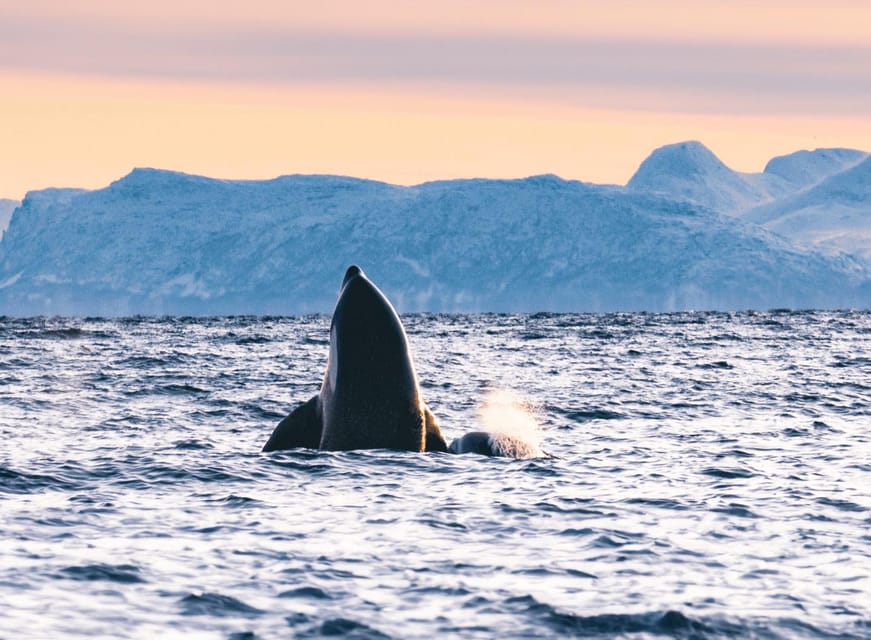 Tromsø Whale Safari with MS Keiser Wilhelm - Practical packing checklist for the day