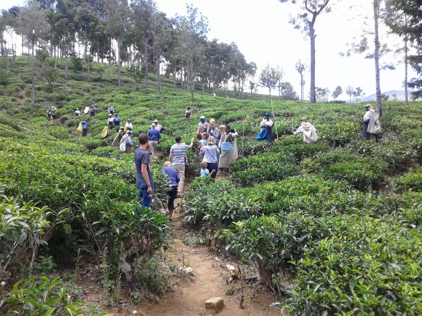 Tuk-Tuk Safari Liptons seat,Tea Fields Hike,TeaFactory Tour - Should you book the Tuk-Tuk Safari, Lipton Seat hike, and Dambatenne Factory tour?