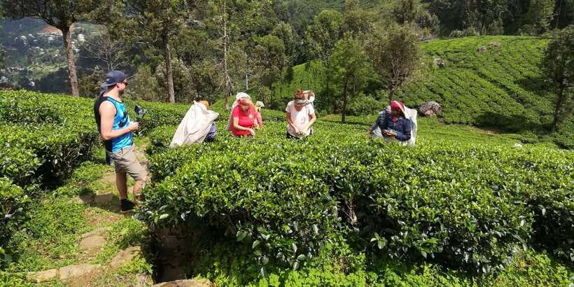 Tuk-Tuk Safari Liptons seat,Tea Fields Hike,TeaFactory Tour - Lipton Seat and the tea-fields hike: views plus context