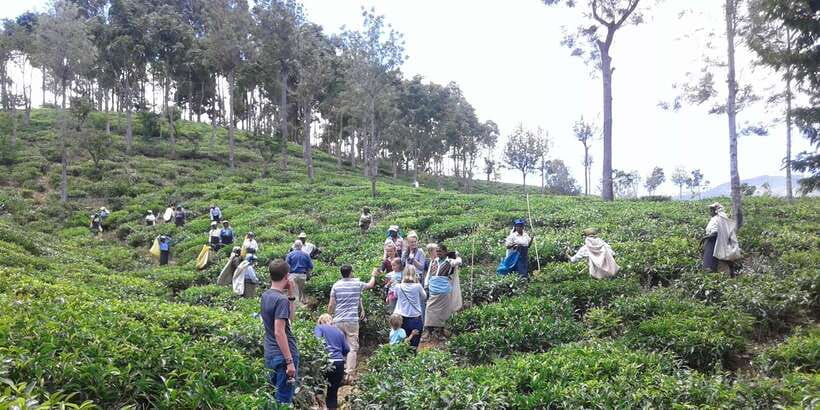 Tuk-Tuk Safari Liptons seat,Tea Fields Hike,TeaFactory Tour - Who should book this, and who might skip it