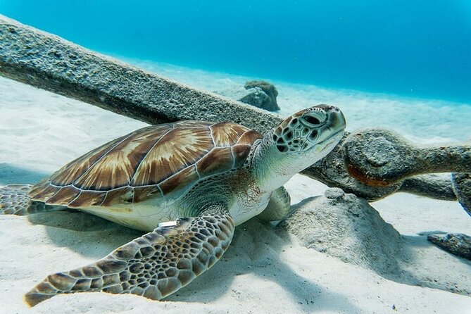 Turtle Swim at TurtleBay visit Flamingos & KnipBeach Safari Truck - Key highlights before you go