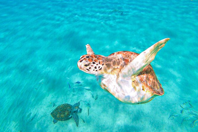 Turtle Swim at TurtleBay visit Flamingos & KnipBeach Safari Truck - Knip Beach: one of the best viewpoints, plus the flamingo “maybe”