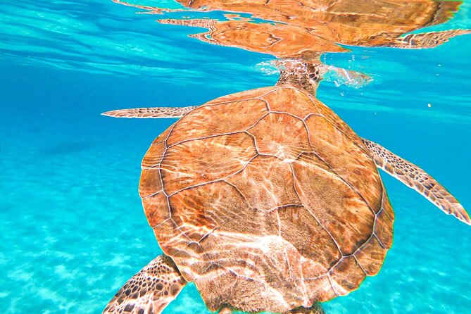 Turtle Swim at TurtleBay visit Flamingos & KnipBeach Safari Truck - What to bring: coral-friendly footwear is the big one