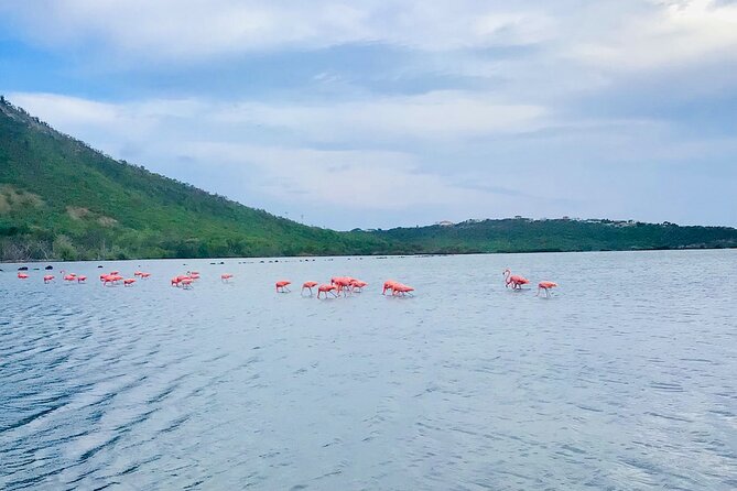 Turtle Swim at TurtleBay visit Flamingos & KnipBeach Safari Truck - Snorkeling gear, snacks, and drinks: what’s really included