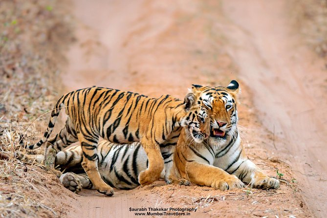 Two Night Tiger Safari Experience at Tadoba National Park &Transfers From Nagpur - Key things that make this Tadoba safari work