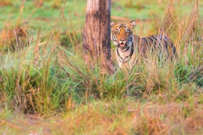 Two Night Tiger Safari Experience at Tadoba National Park &Transfers From Nagpur - Day 2: Morning tracking and an afternoon encore that boosts your odds