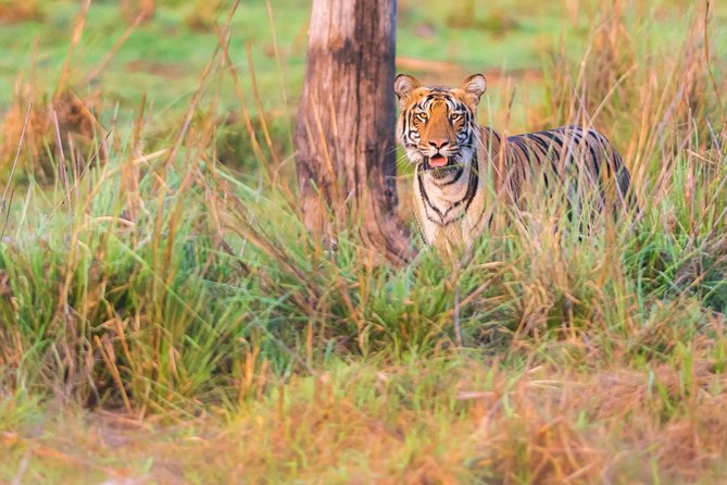 Two Night Tiger Safari Experience at Tadoba National Park &Transfers From Nagpur - Day 2: Morning tracking and an afternoon encore that boosts your odds