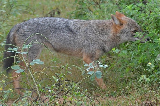 Udawalawa National Park half day Safari - The Safari Drive: What 3 Hours Inside Udawalawe Really Means