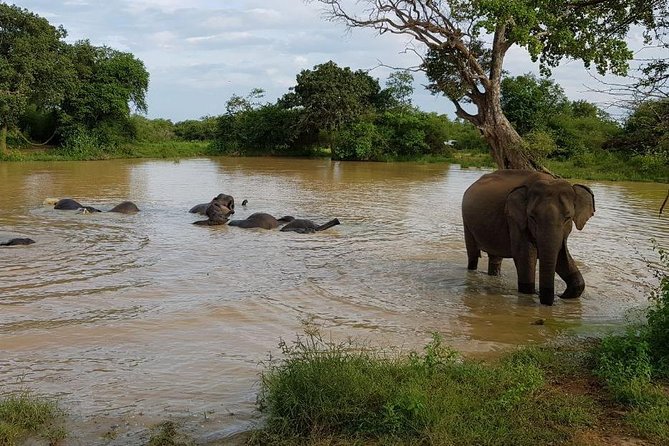 Udawalawa National Park half day Safari - Guide Help Matters: Shehan, Kuma, and Daru’s Role in the Day